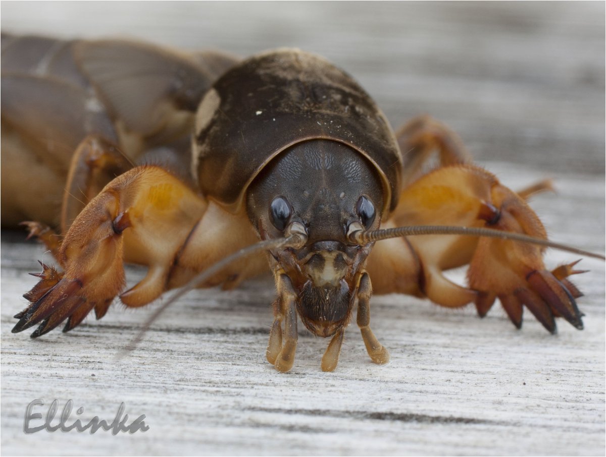 Капустянка медведка