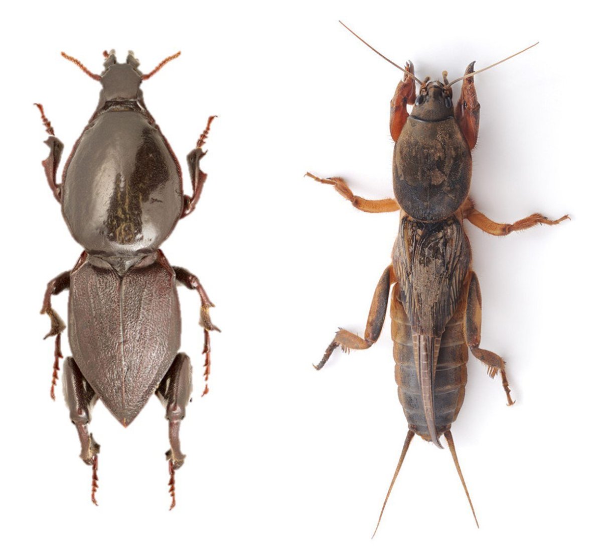 Отряд Прямокрылые медведка