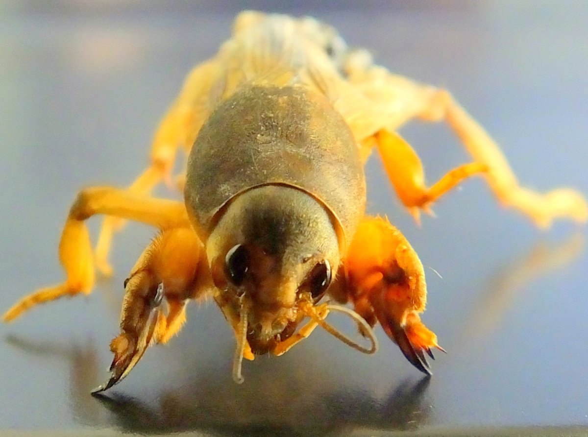 Медведка насекомое