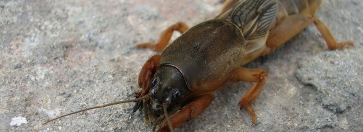 Медведка обыкновенная среда обитания