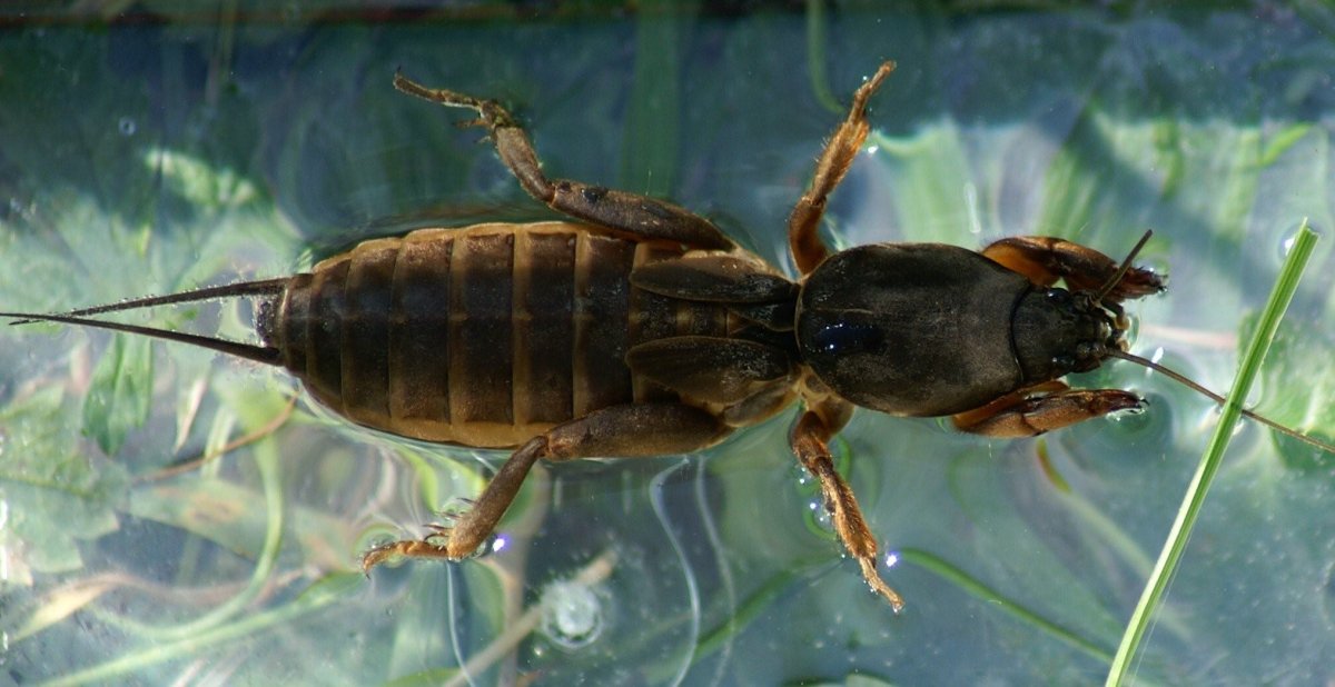 Медведка насекомое водяная