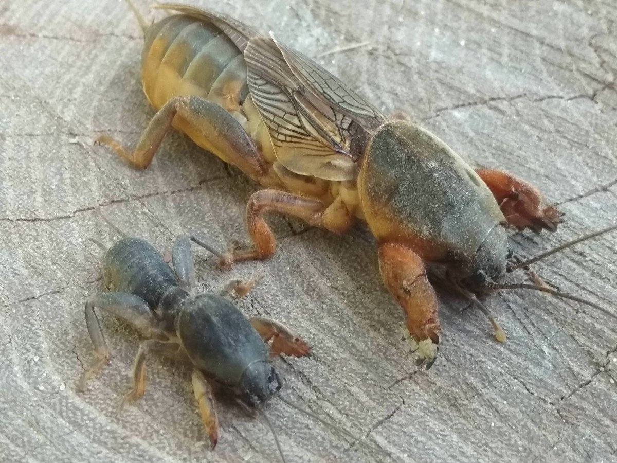 Капустянка медведка