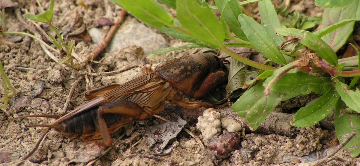Обыкновенная медведка обыкновенная медведка