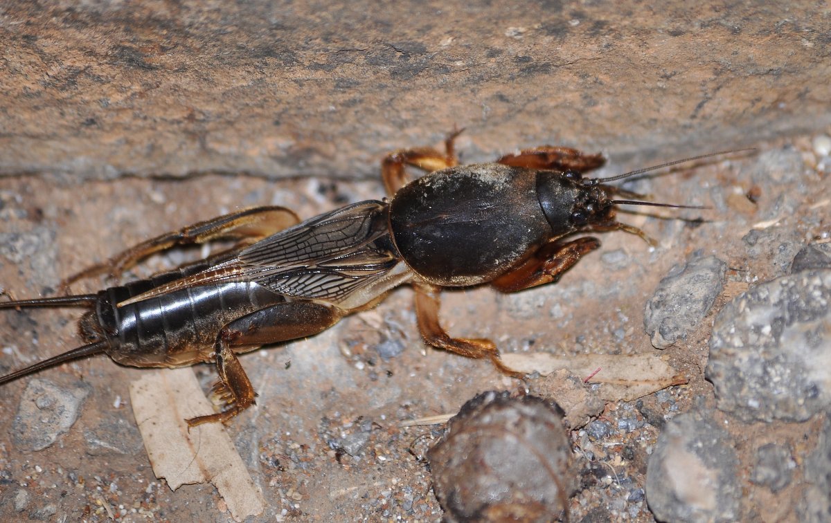 Медведка Кайя