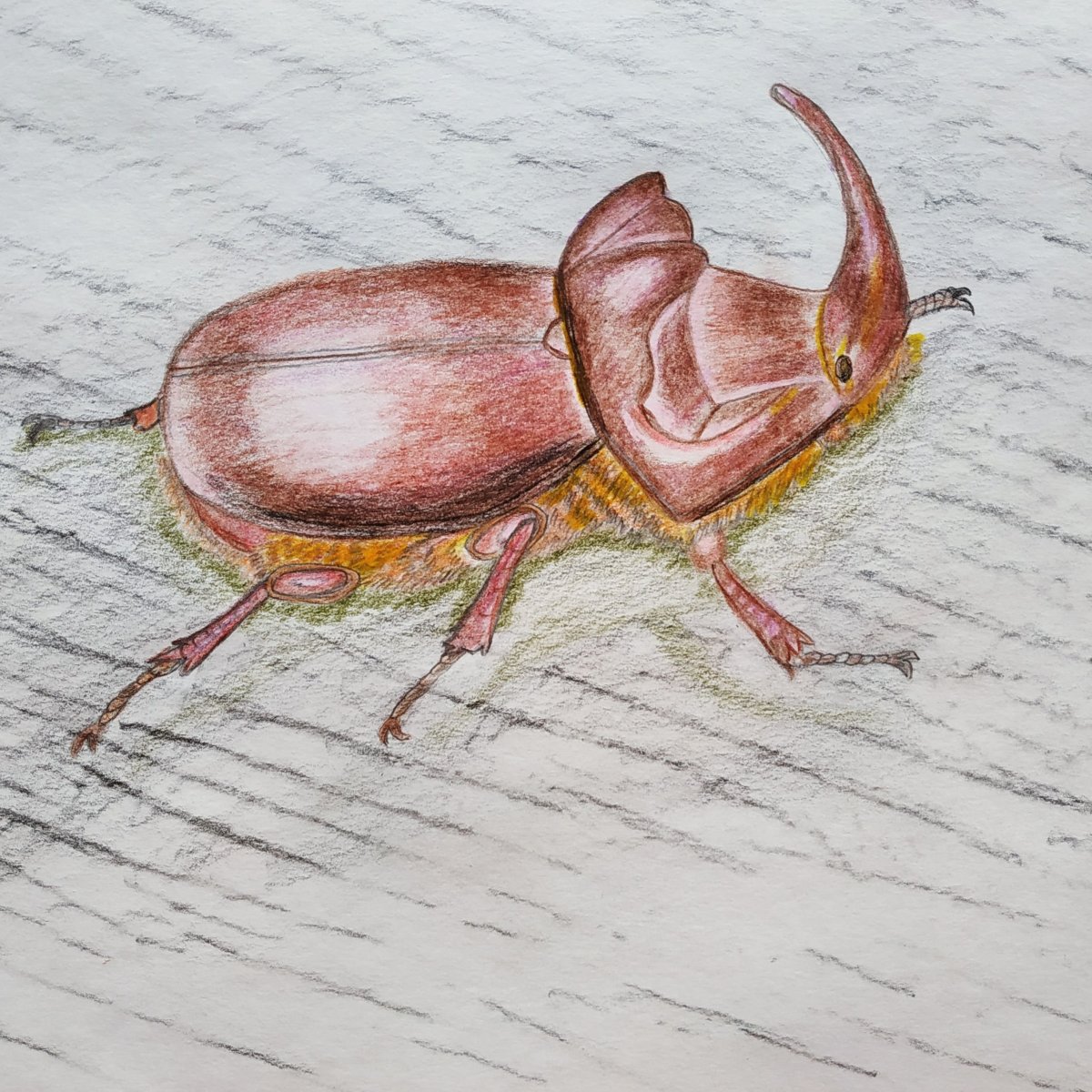 Жук носорог черный