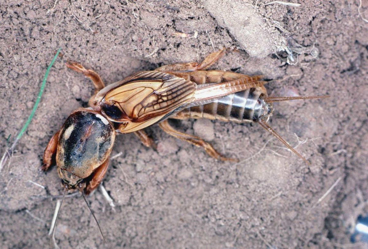 Обыкновенная медведка