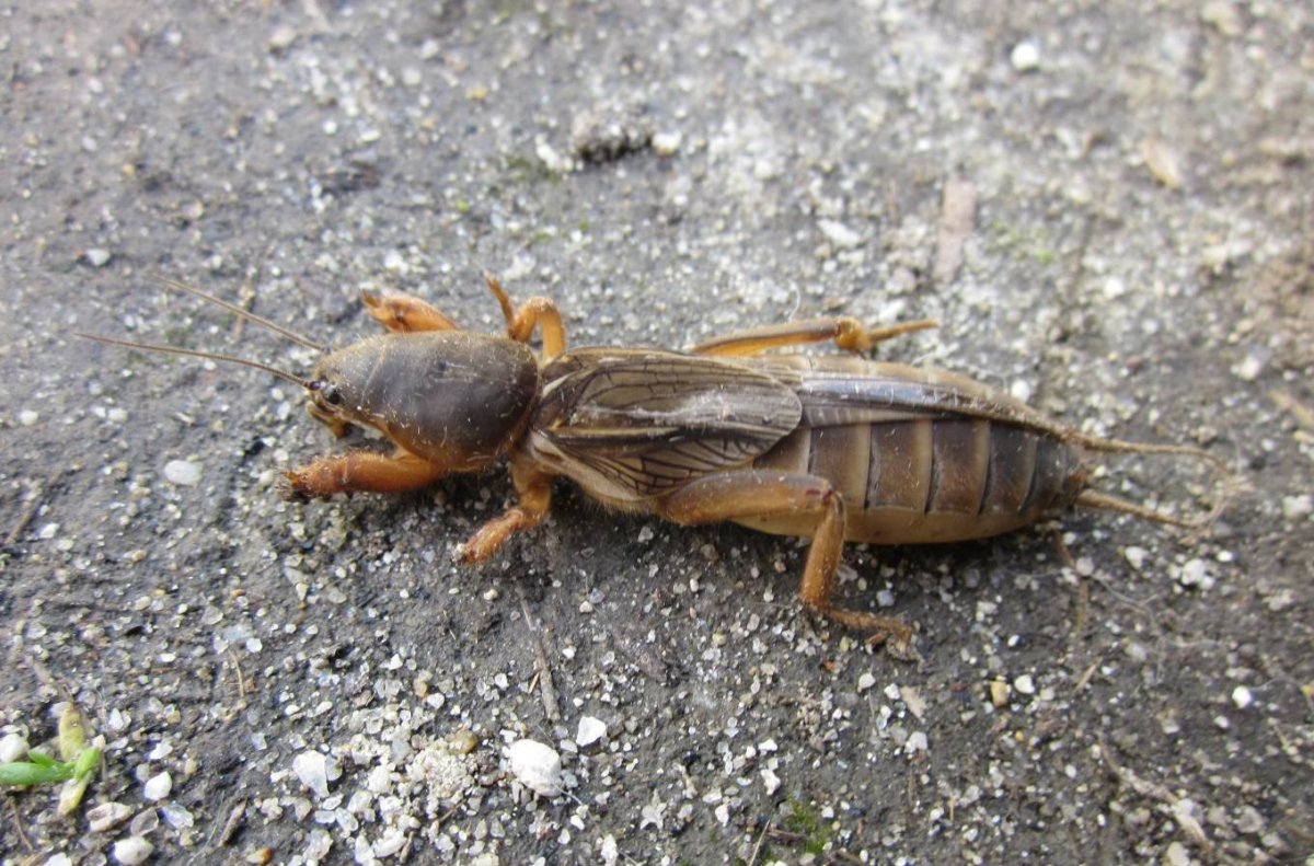 Жук медведка