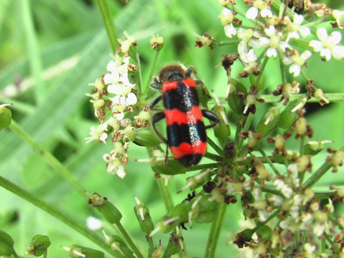 Пестряк пчеложук пчелиный