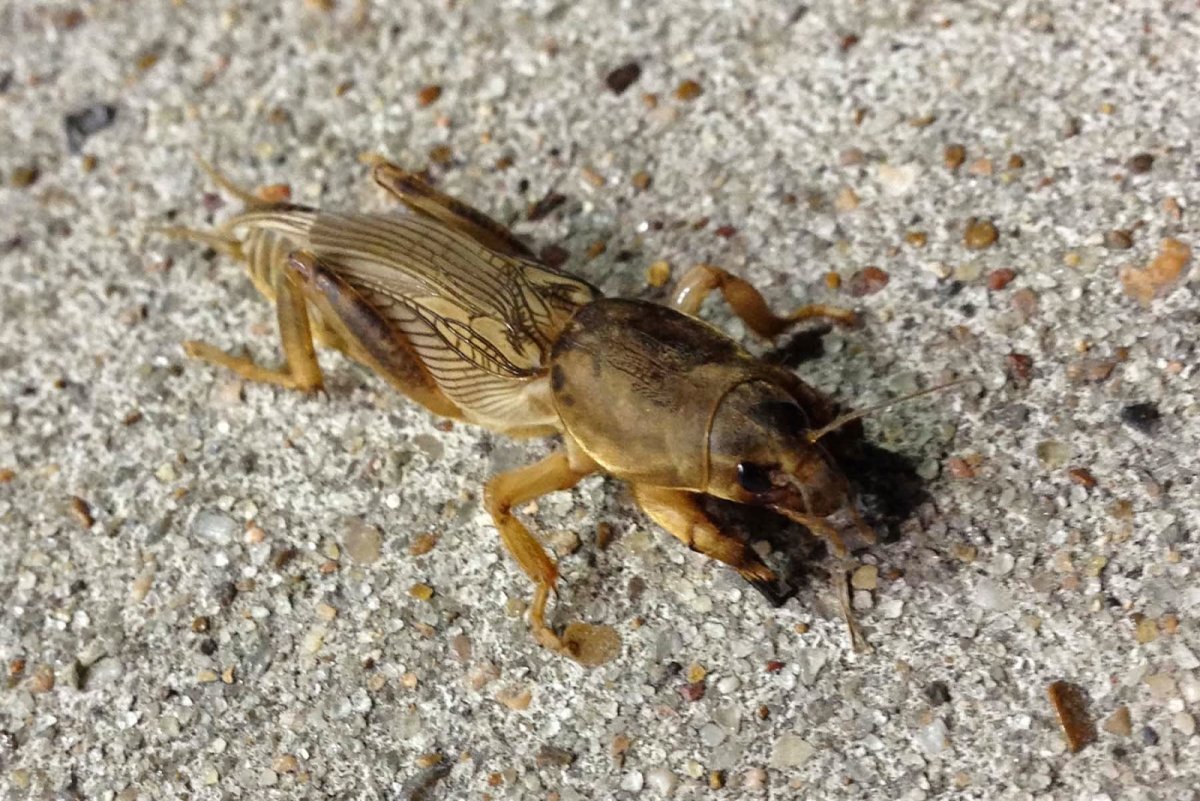 Десятипалая медведка