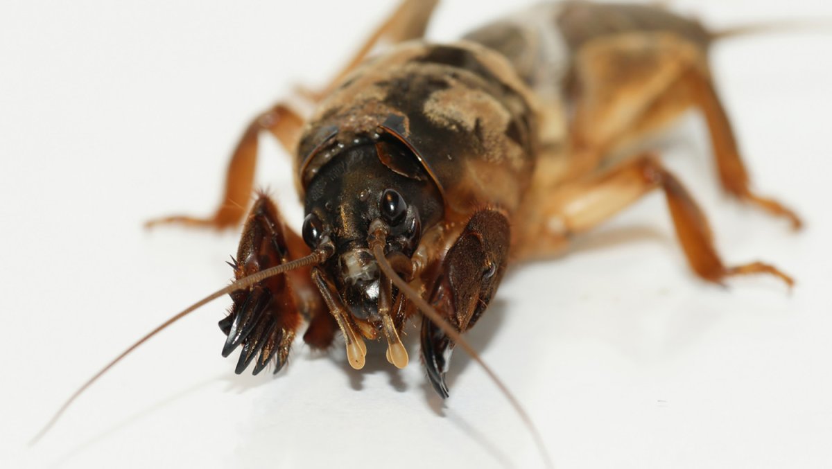 Таракан медведка