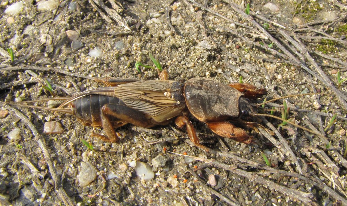 Капустница медведка