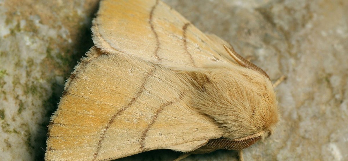 Кольчатый коконопряд бабочка