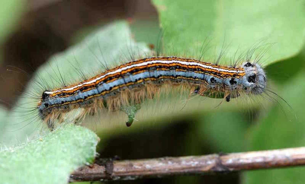 Кольчатый коконопряд гусеница