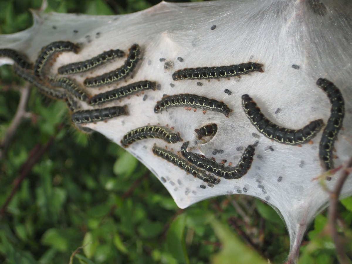 Кольчатый шелкопряд гусеница