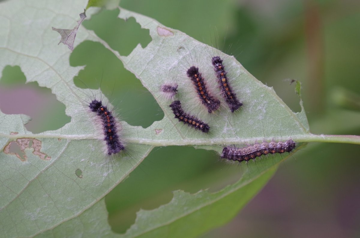 Куколка непарного шелкопряда