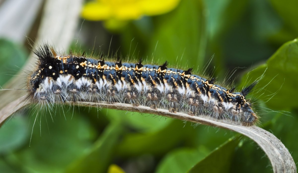 Гусеница бабочки коконопряда