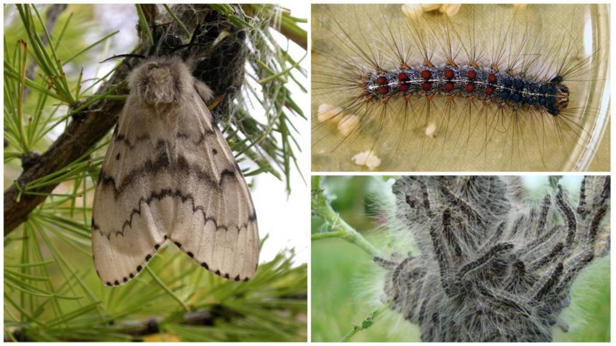 Lymantria dispar гусеница