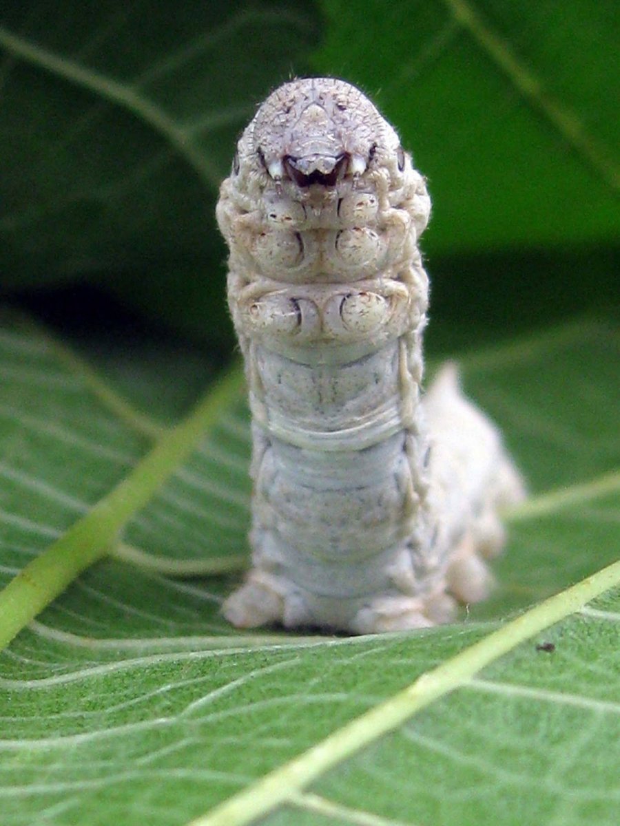 Тутовый шелкопряд гусеница