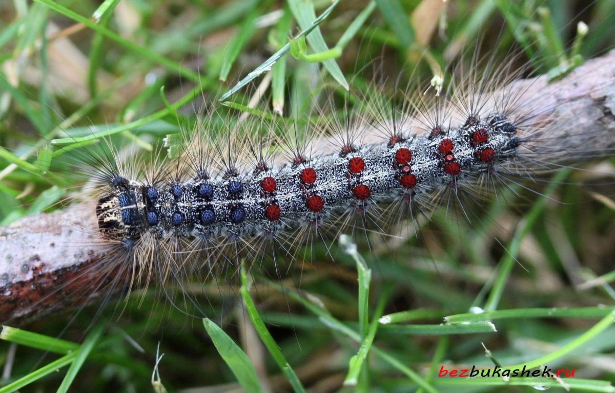 Непарный шелкопряд гусеница