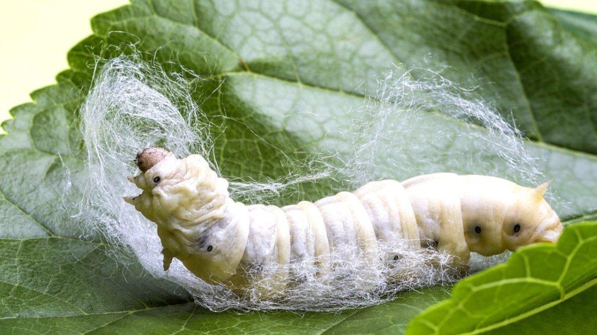 Mulberry Silkworm