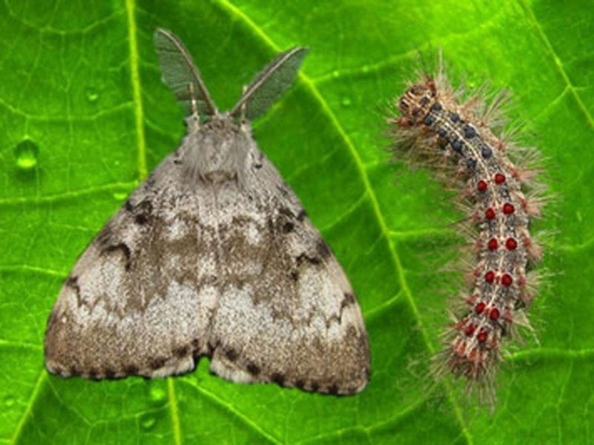 Сибирский шелкопряд гусеница