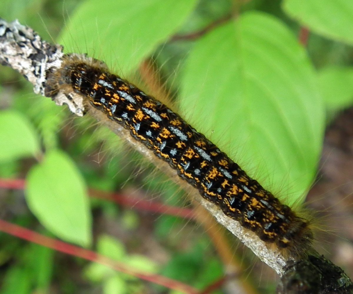 Кольчатый шелкопряд гусеница