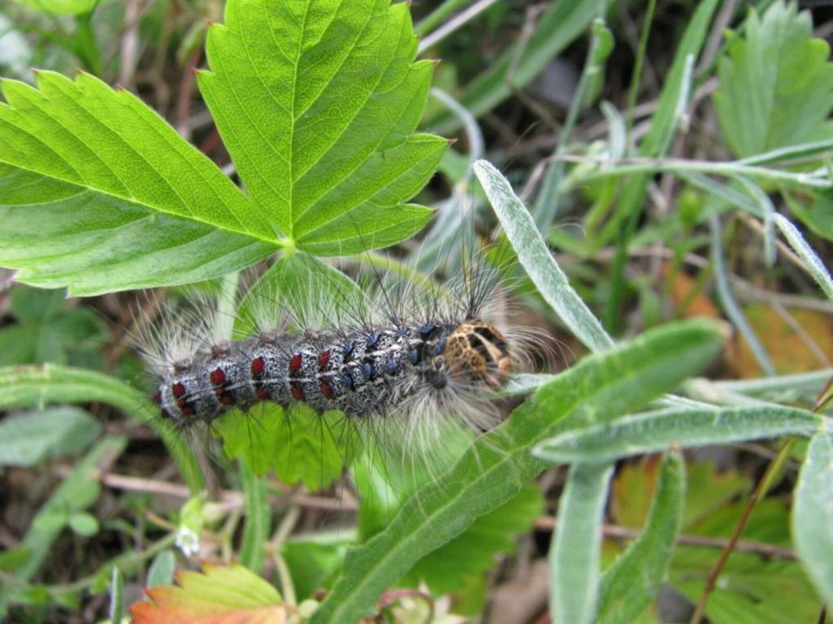 Непарный шелкопряд гусеница