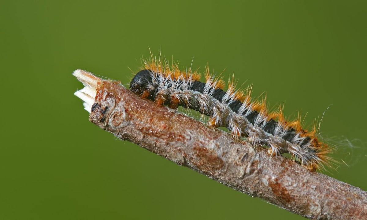 Гусеница соснового походного шелкопряда