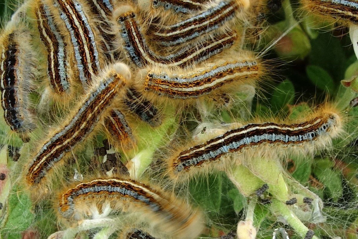 Кольчатый шелкопряд гусеница