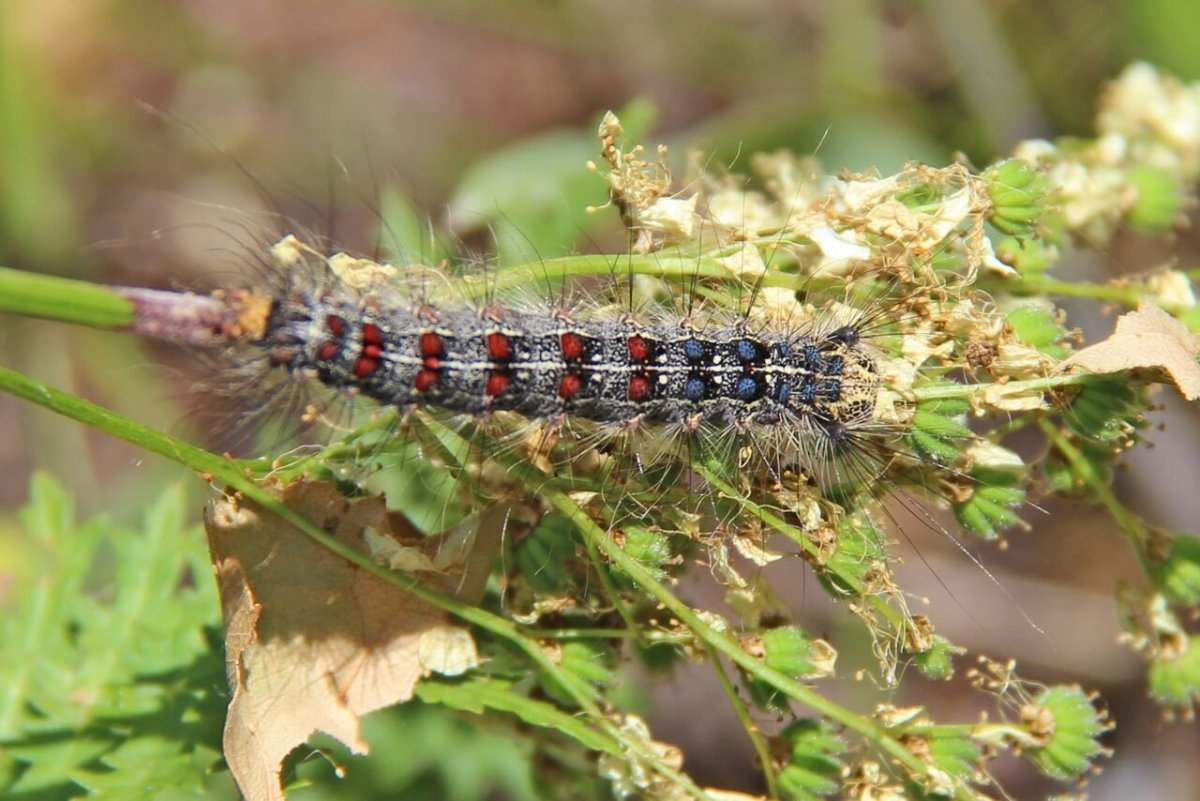 Непарный шелкопряд гусеница