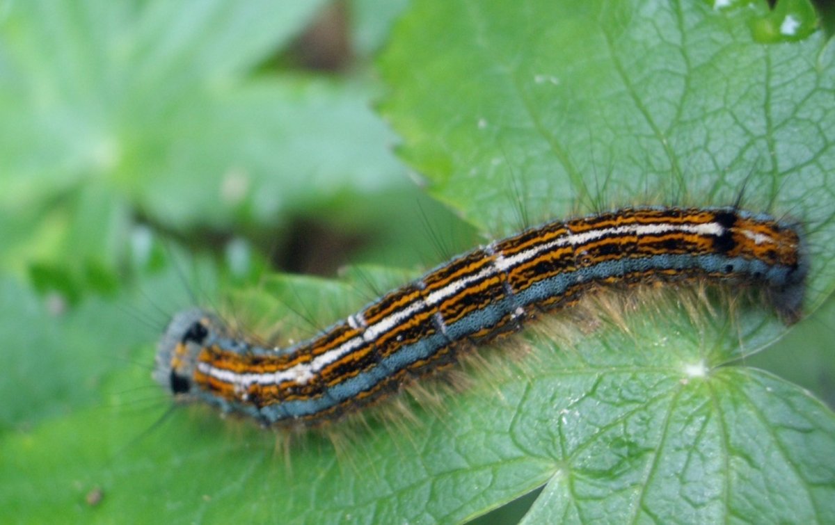 Кольчатый коконопряд гусеница