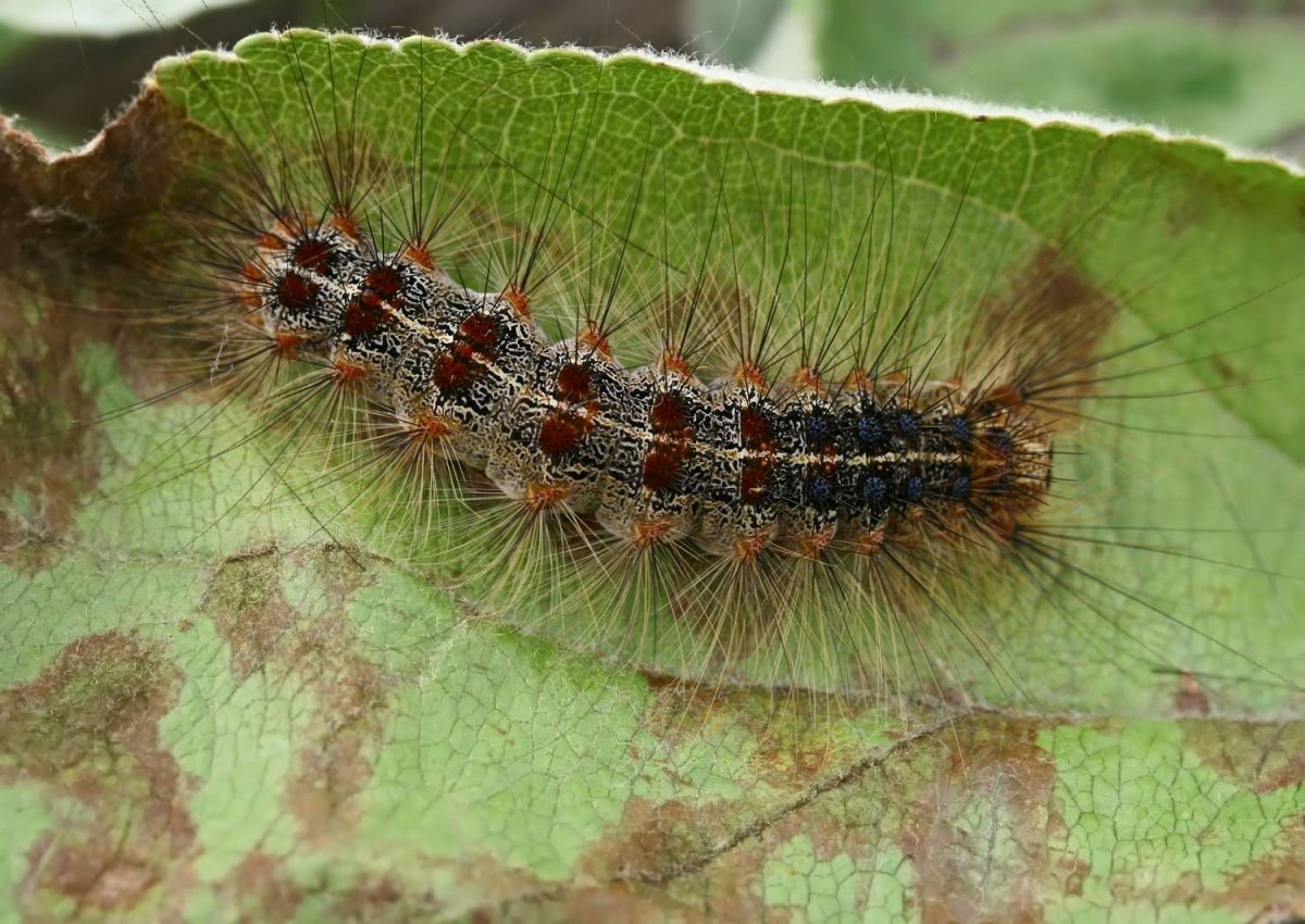 Кольчатый шелкопряд личинка