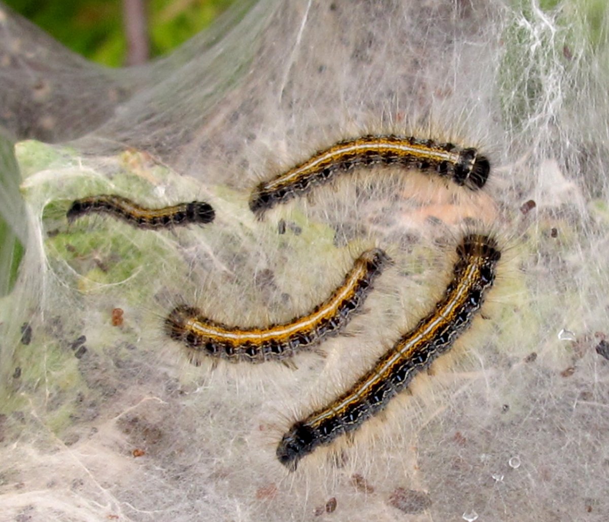Кольчатый шелкопряд гусеница