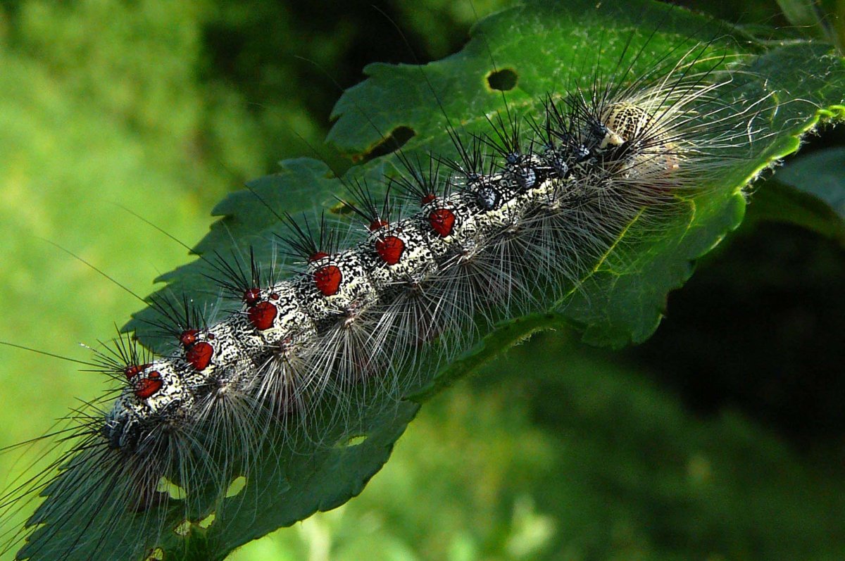 Кольчатый шелкопряд гусеница