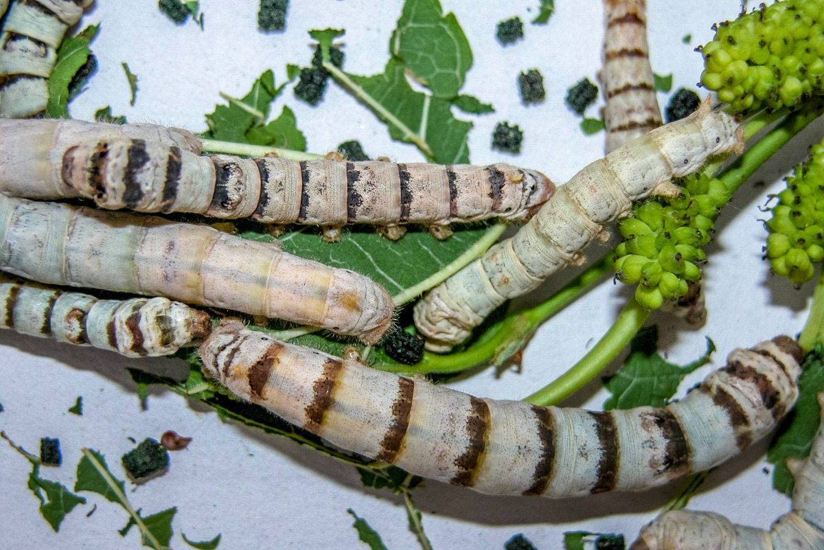 Пебрина тутового шелкопряда