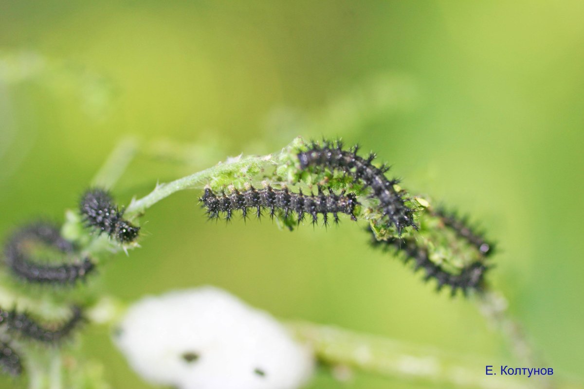 Крапивница бабочка гусеница