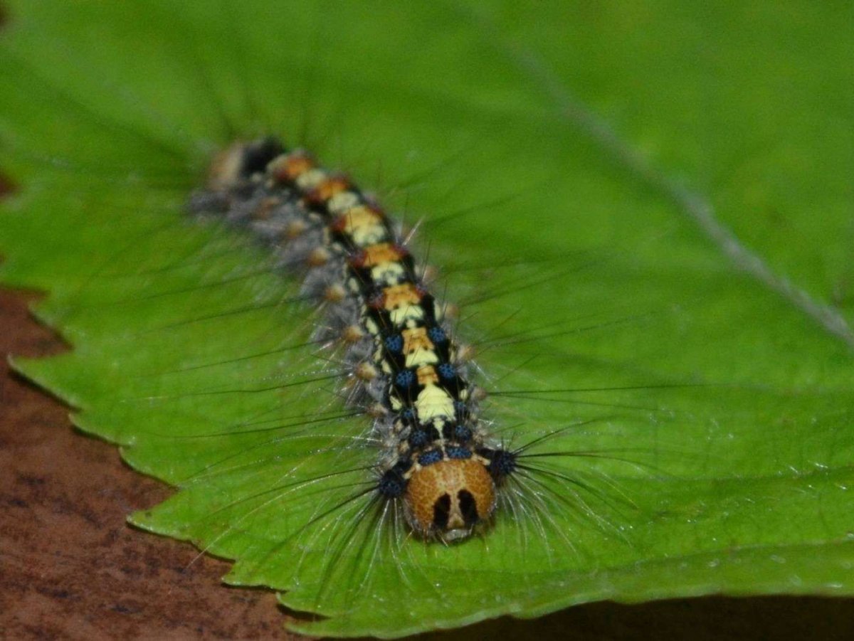 Кольчатый шелкопряд гусеница