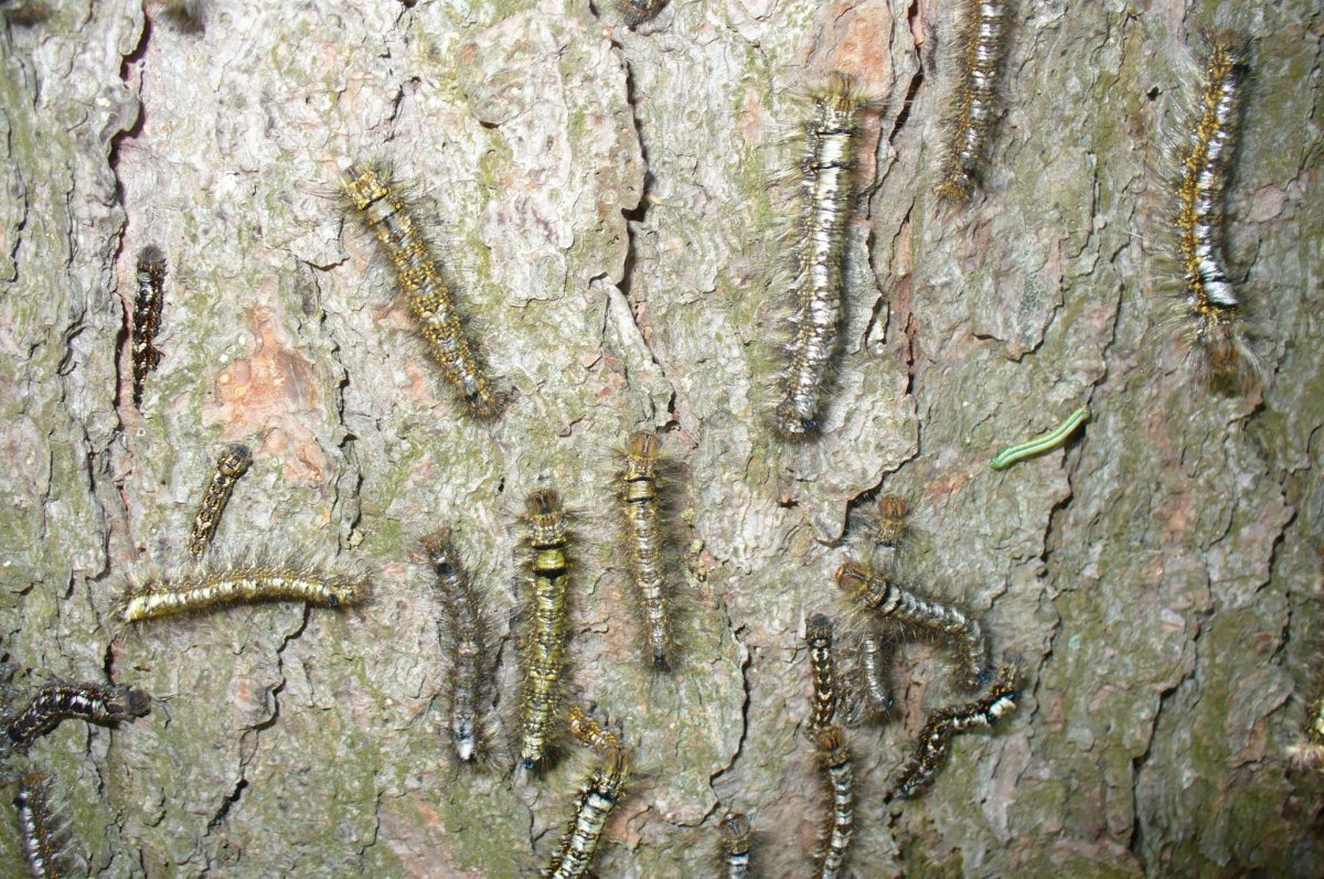 Шелкопряд гусеница Нашествие