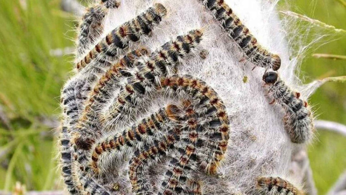 Ядовитая гусеница шелкопряда