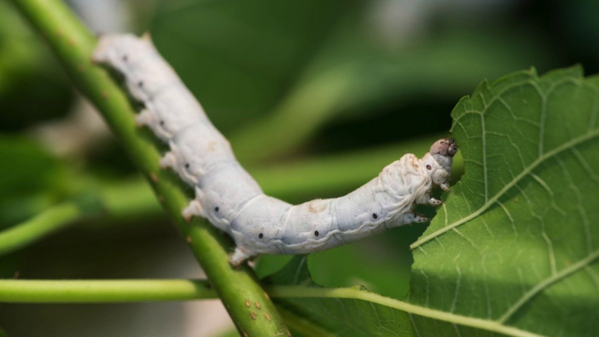 Шелкопряд гусеница белая