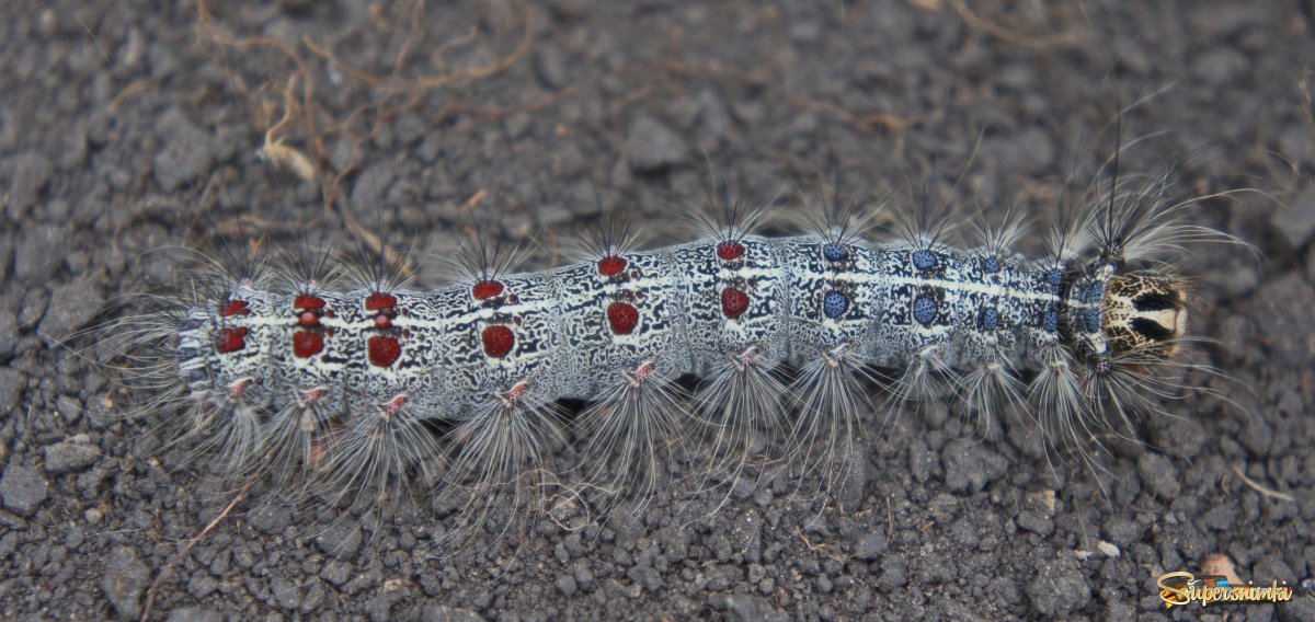 Шелкопряд гусеница