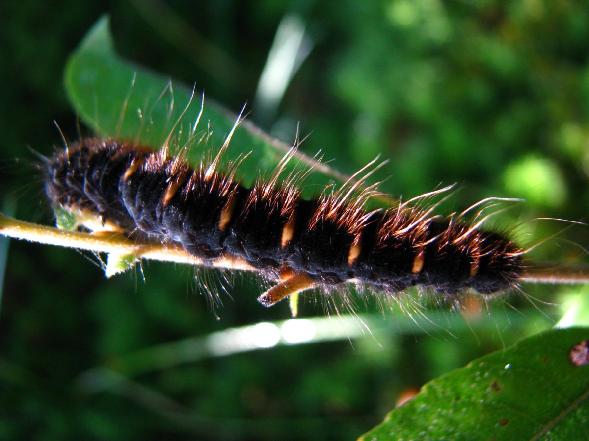 Сибирский коконопряд гусеница