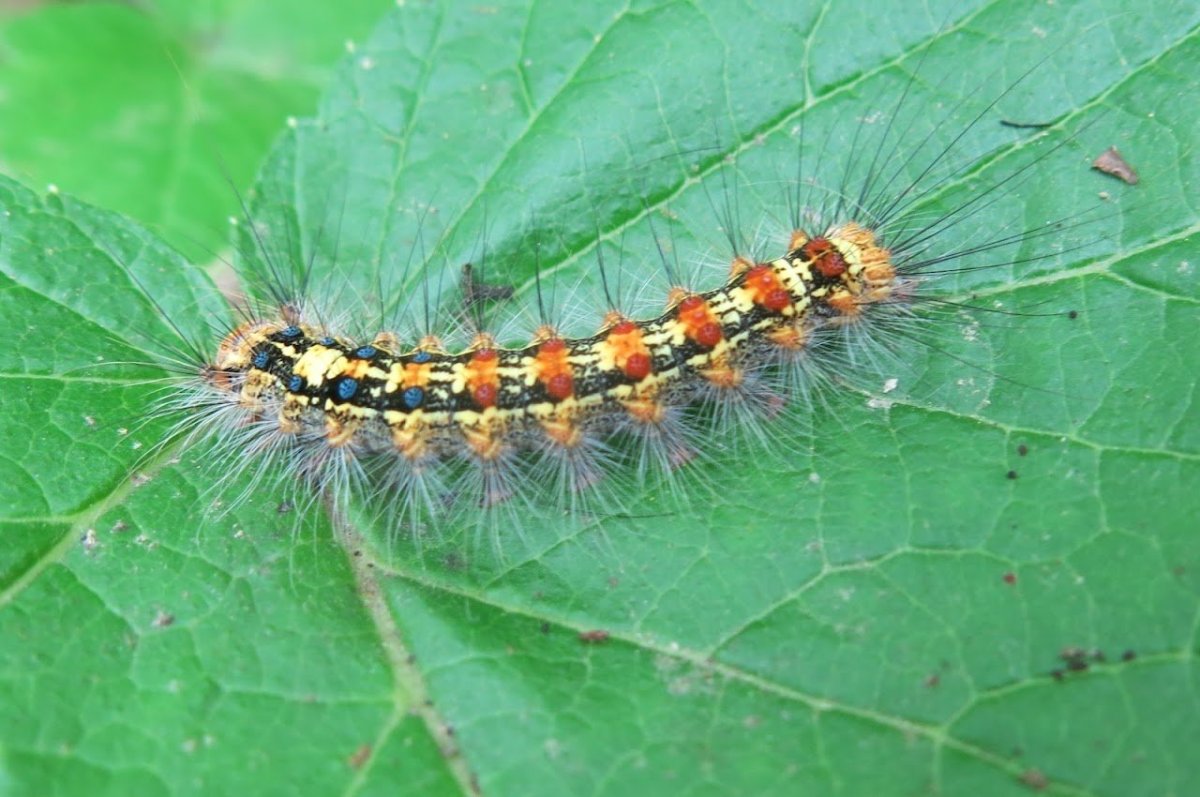 Сосновый шелкопряд гусеница