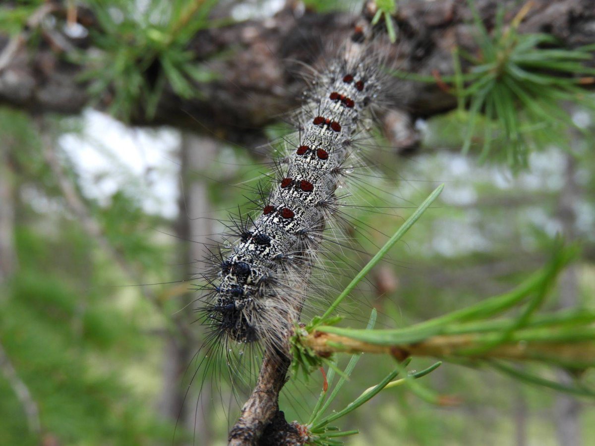 Кольчатый коконопряд гусеница