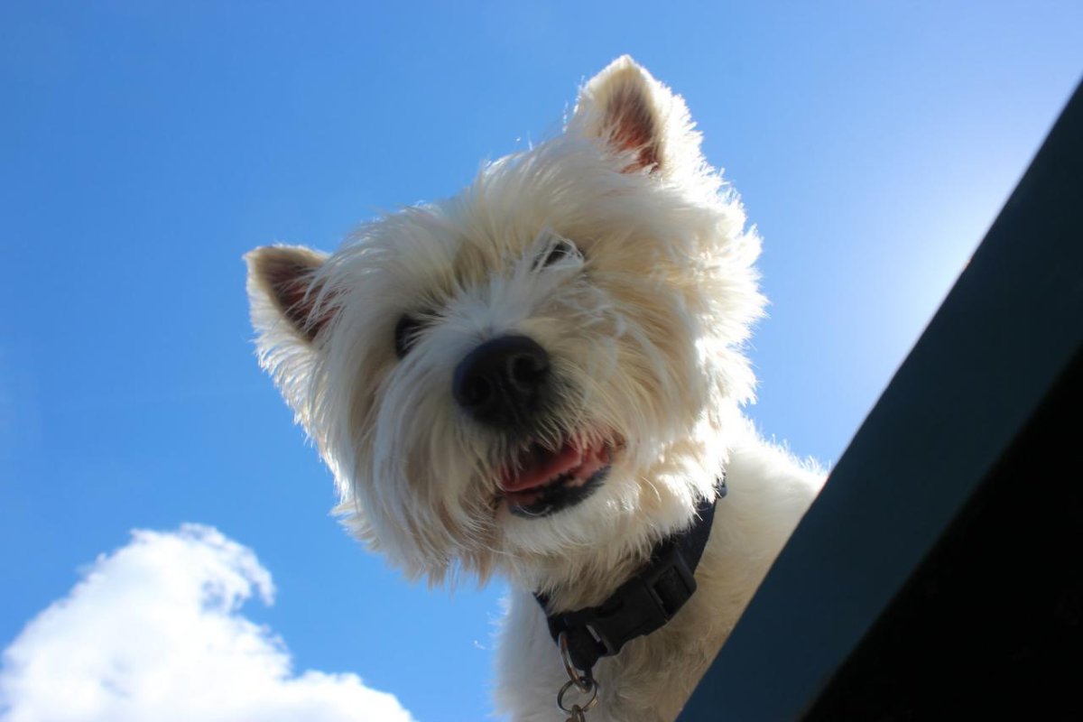 Вест Файлер терьер