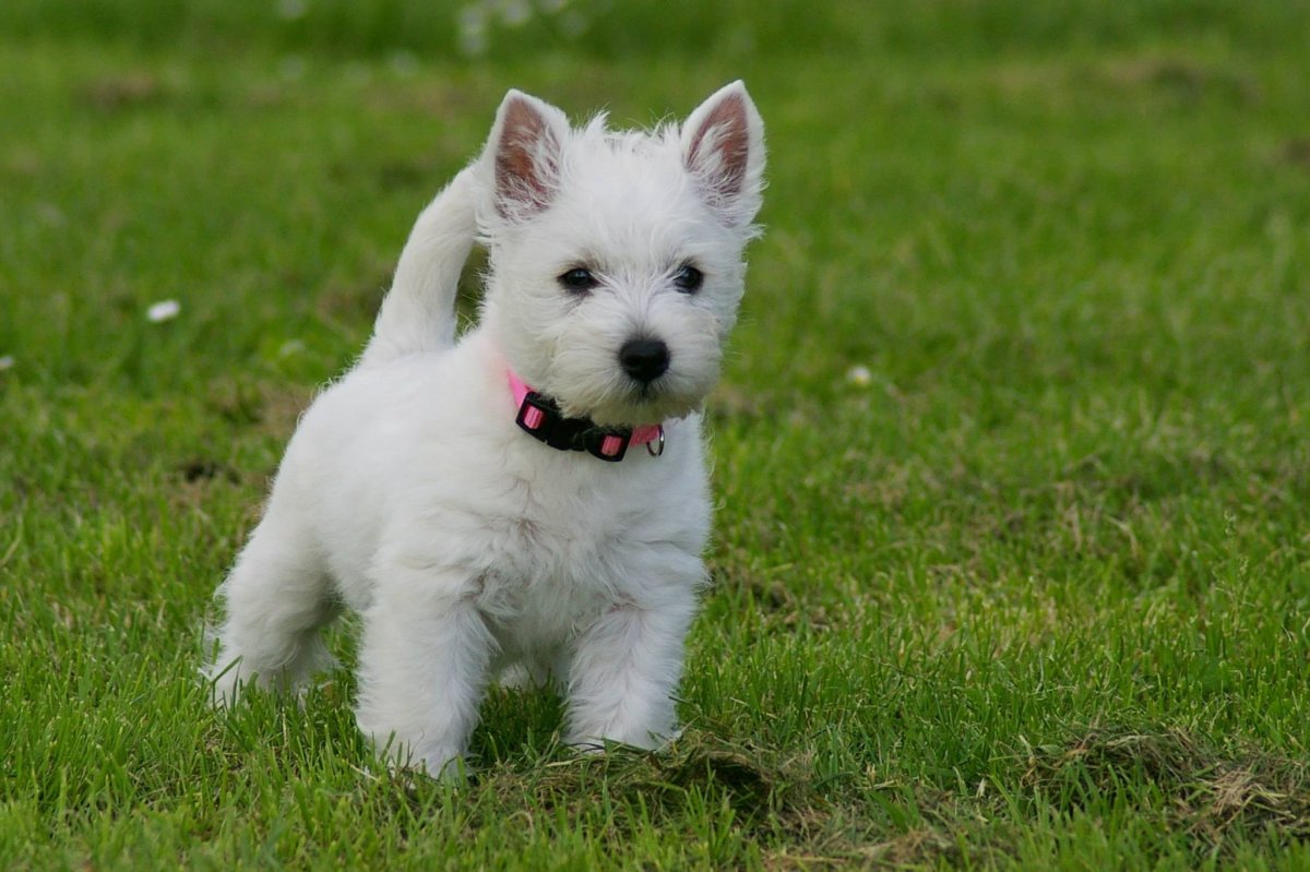Вейстхалендвест терьер