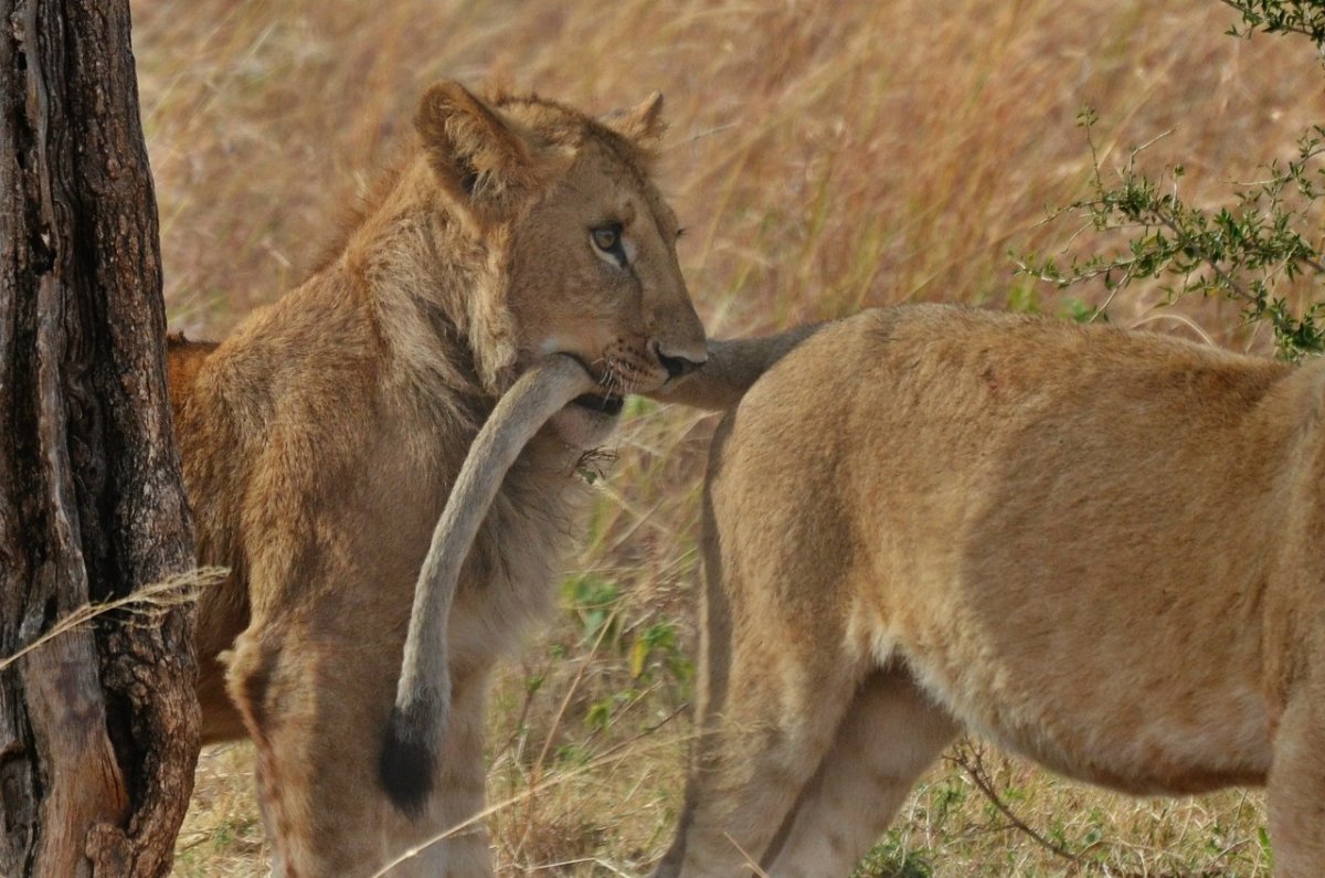 Лев за хвост львицу