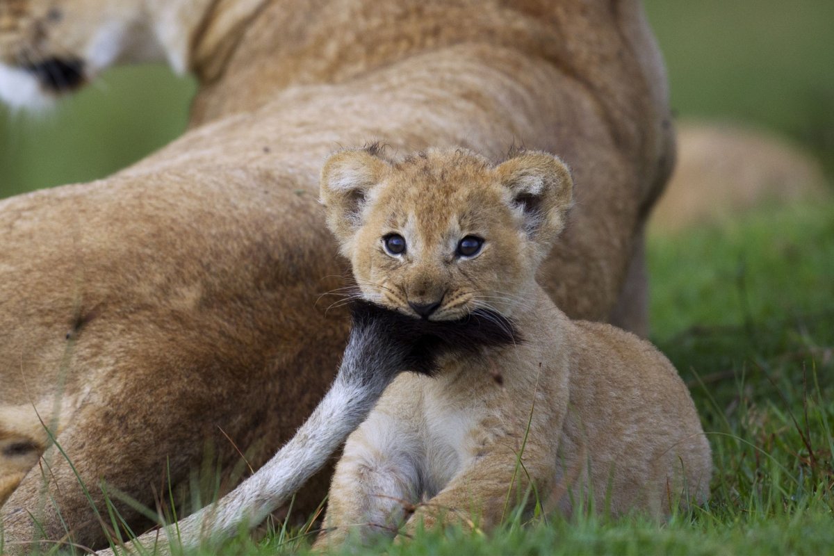 Хвост львицы
