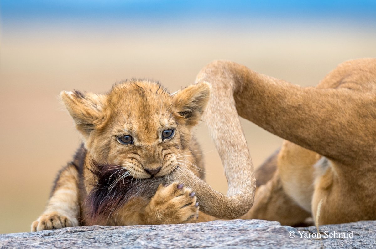 Смешной Львенок