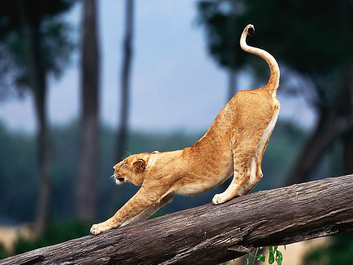 Грациозная львица